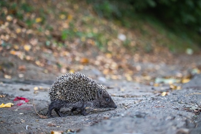 但這正是足 但這正是足